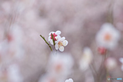 越生梅林にて