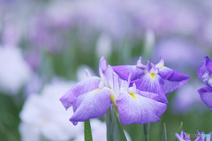 ときがわ花菖蒲園