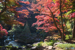 殿ヶ谷戸庭園