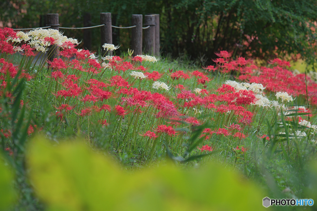 神代植物公園水生植物園