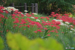 神代植物公園水生植物園