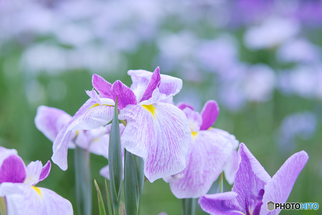 ときがわ花菖蒲園