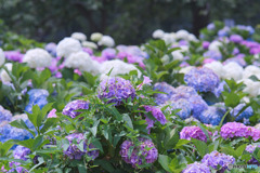 浜崎黒目花広場