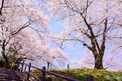 悠久山公園の桜