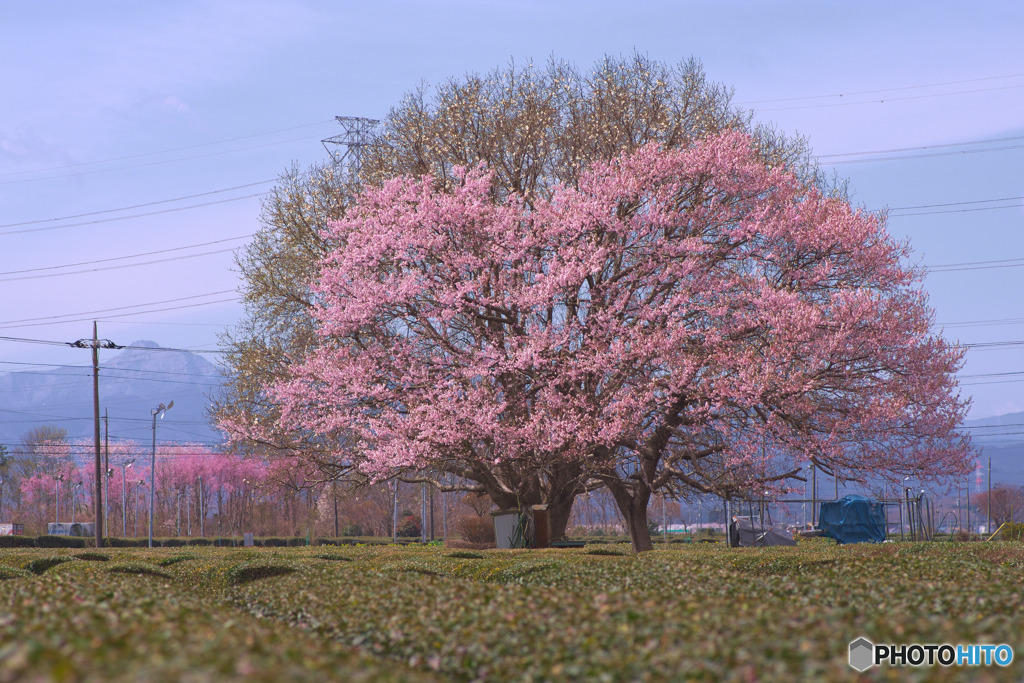 入間茶畑の一本桜