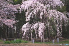 普門寺のしだれ桜
