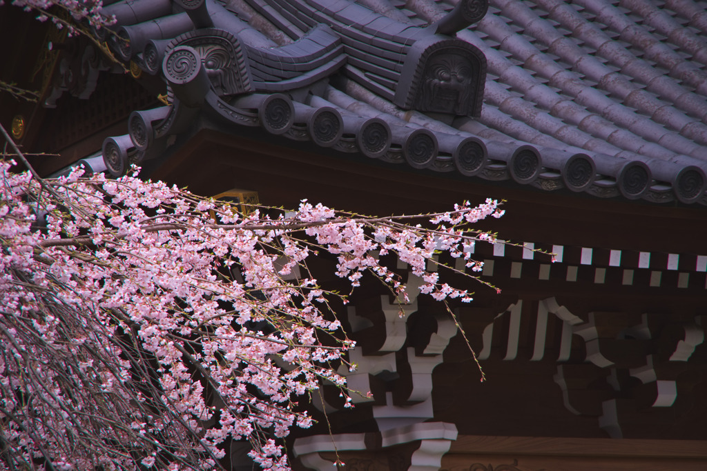 明見院の枝垂れ桜