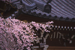 明見院の枝垂れ桜