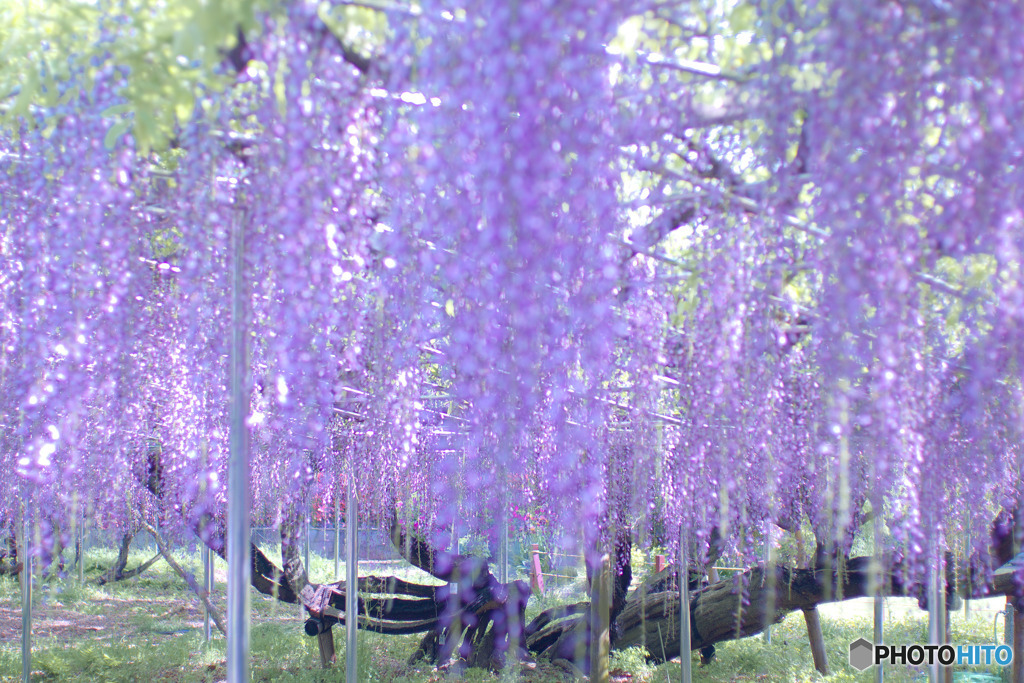 青葉園の藤