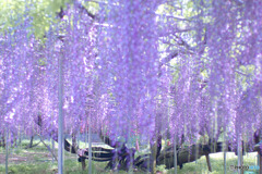 青葉園の藤