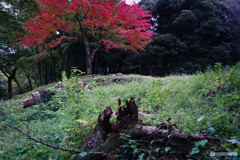 朽木