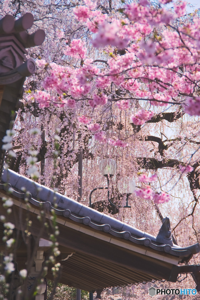 金仙寺の桜