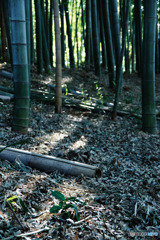 竹林公園