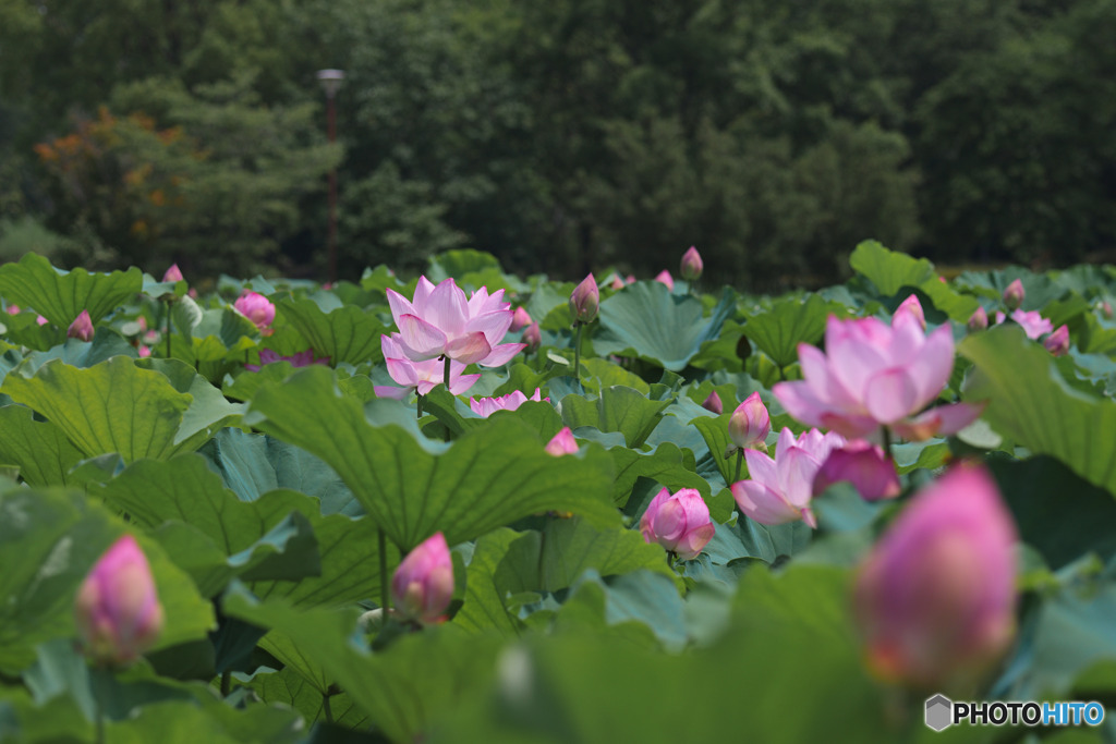 平成の森公園