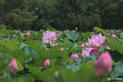 平成の森公園