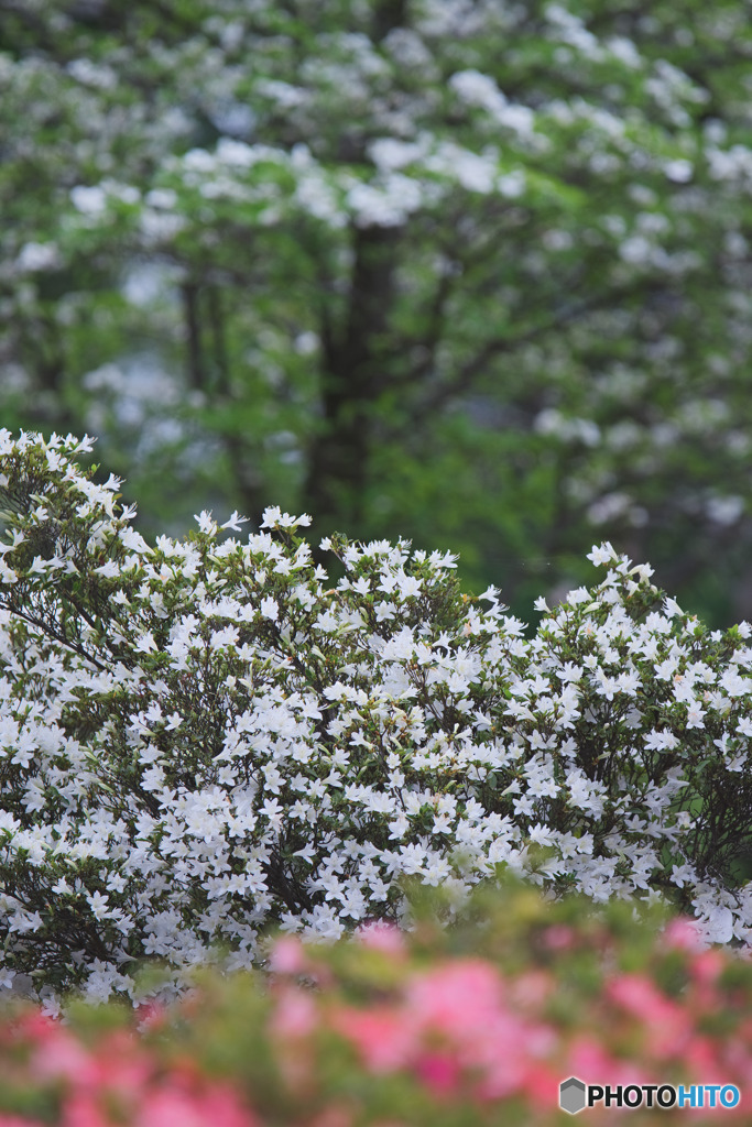 平成つつじ公園
