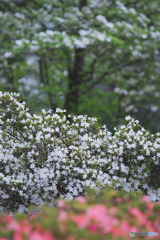 平成つつじ公園