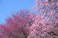 久地梅林公園