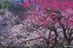 光が丘公園の梅