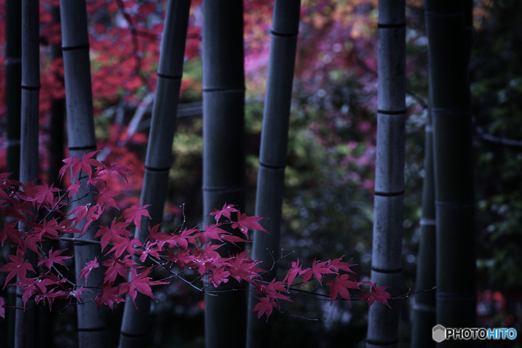紅葉二題：Low