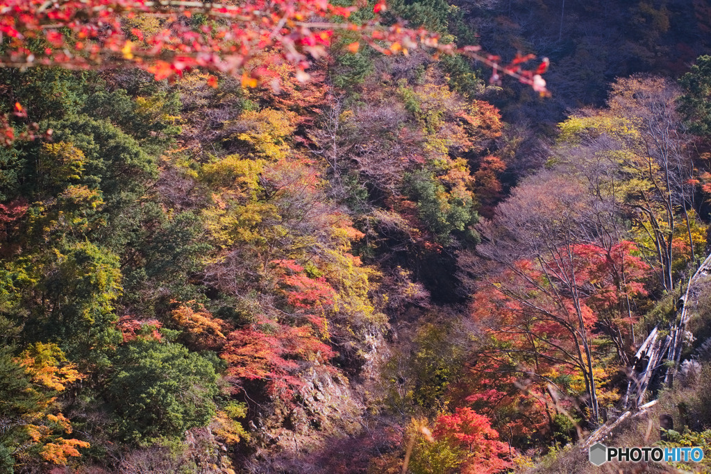 谷