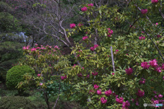 町田ぼたん園