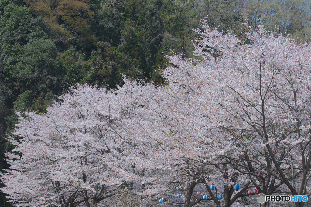虎山の千本桜