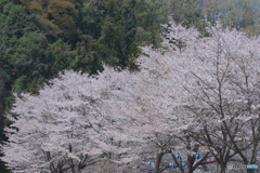 虎山の千本桜