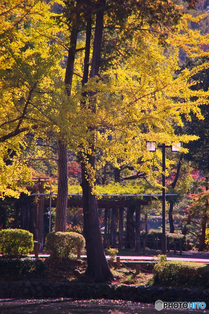 薬師池公園