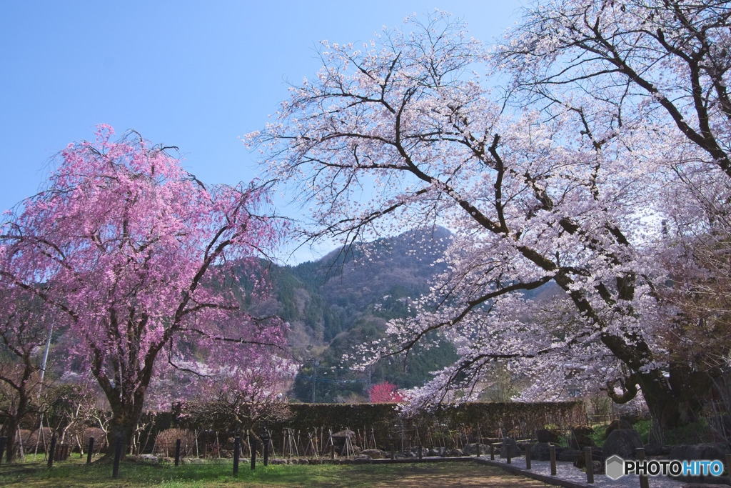 長泉院の桜