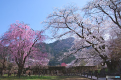 長泉院の桜
