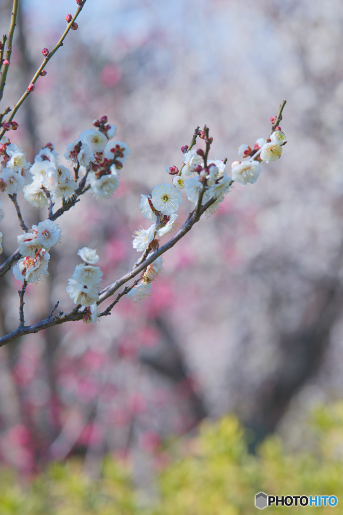 羽根木公園