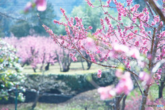 安楽寺の花桃