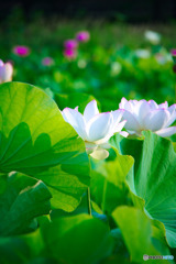 花ふたつ