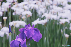 平成の森公園