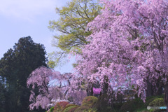 宗泉寺