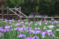染谷花しょうぶ園