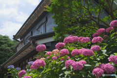 郷土の森博物館