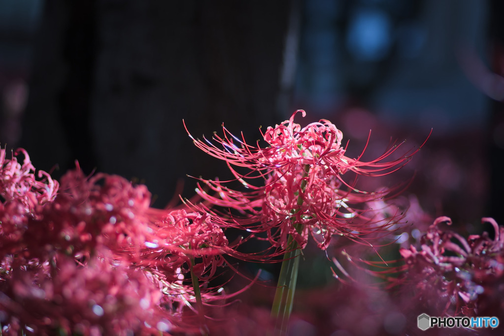 花束