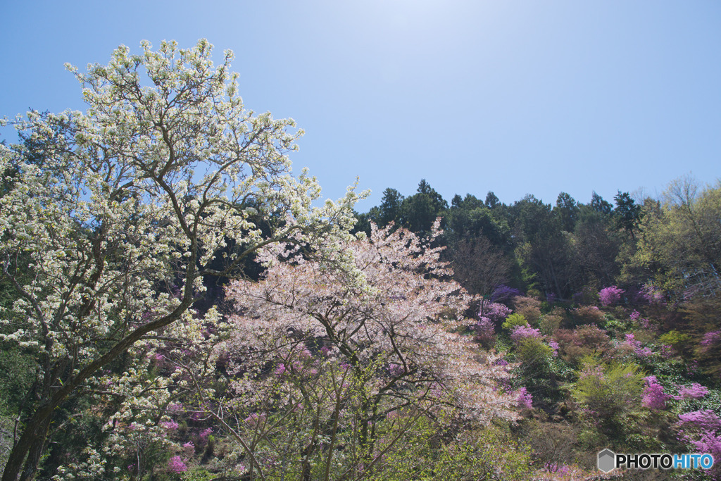むらさき山ミツバツツジ園