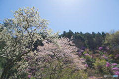 むらさき山ミツバツツジ園