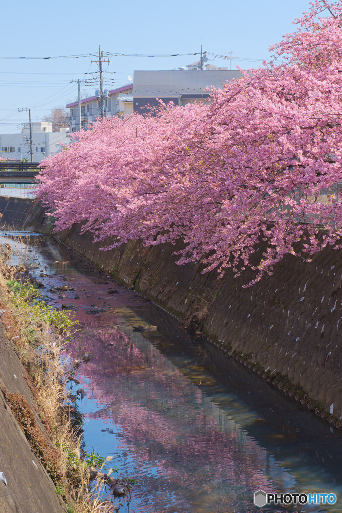 生田河津桜並木