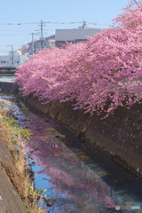 生田河津桜並木