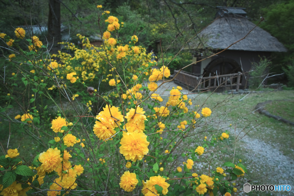 山吹の里歴史公園