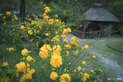 山吹の里歴史公園