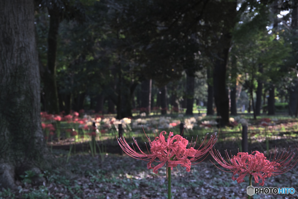 彼岸花の森