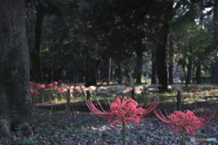 彼岸花の森