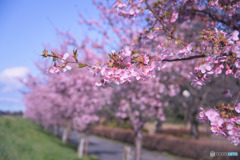 山崎公園、河津桜