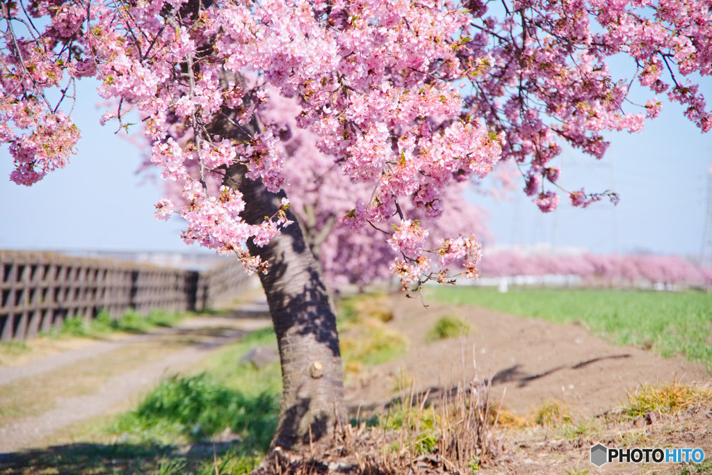 すみよし桜の里、河津桜並木