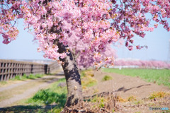 すみよし桜の里、河津桜並木